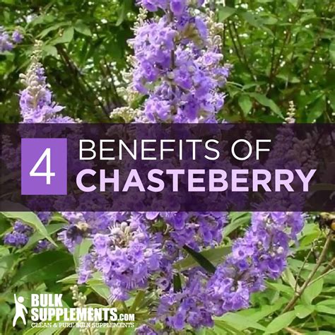 chstirbste|Chasteberry: Usefulness and Safety 